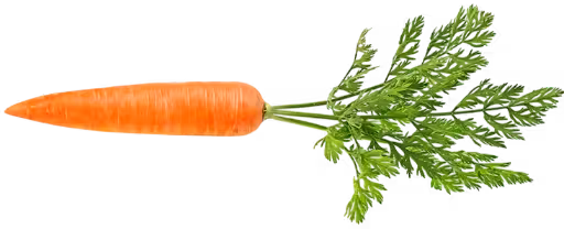 Fresh organic carrot - cold pressed juice ingredient